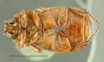 Media type: image;   Entomology 34493 Aspect: habitus ventral view